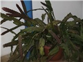 epifilum